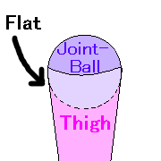 image of joint of thigh1